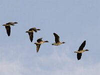 Anser serrirostris 5, Toendrarietgans, Saxifraga-Piet Munsterman