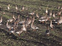 Anser serrirostris 7, Toendrarietgans, Saxifraga-Henk Baptist