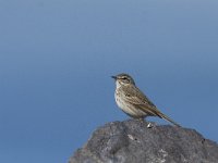 Anthus berthelotii 1, Berthelots pieper, Saxifraga-Mark Zekhuis