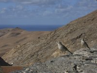 Anthus berthelotii 2, Berthelot's pieper, Saxifraga-Rob Felix : Animalia, Aves, Chordata, animal, bird, dier, dieren, gewervelde dieren, vertebraat, vertebrate, vogel, vogels