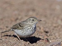 Anthus berthelotii 6, Berthelot's pieper, Saxifraga-Rik Kruit