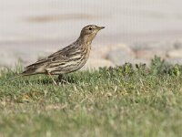 Anthus cervinus 4, Roodkeelpieper, Saxifraga-Mark Zekhuis