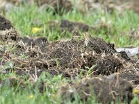 Anthus cervinus 6, Roodkeelpieper, Saxifraga-Tom Heijnen