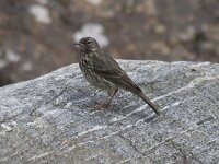Anthus petrosus 5, Oeverpieper, Saxifraga-Kees van Berkel : oeverpieper