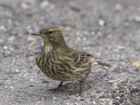 Anthus petrosus 6, Oeverpieper, Saxifraga-Peter Meininger