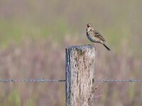 Anthus trivialis 11, Boompieper, Saxifraga-Tom Heijnen