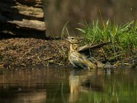 Anthus trivialis 63, Boompieper, adult, Saxifraga-Theo Verstrael  Badende boompieper_140416