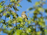 Anthus trivialis 67, Boompieper, adult, Saxifraga-Theo Verstrael