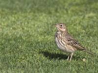 Anthus trivialis 8, Boompieper, Saxifraga-Mark Zekhuis