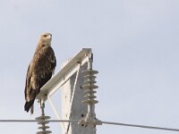 Aquila heliaca 3, Keizerarend, Saxifraga-Mark Zekhuis