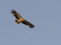 Aquila heliaca 5, Keizerarend, Saxifraga-Mark Zekhuis