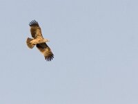 Aquila heliaca 6, Keizerarend, Saxifraga-Mark Zekhuis