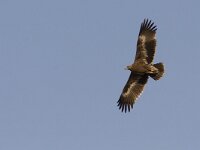 Aquila nipalensis 10, Steppearend, Saxifraga-Mark Zekhuis