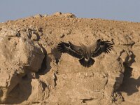 Aquila nipalensis 11, Steppearend, Saxifraga-Mark Zekhuis