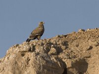Aquila nipalensis 12, Steppearend, Saxifraga-Mark Zekhuis
