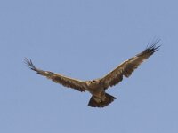 Aquila nipalensis 14, Steppearend, Saxifraga-Mark Zekhuis