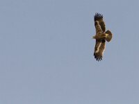 Aquila nipalensis 16, Steppearend, Saxifraga-Mark Zekhuis