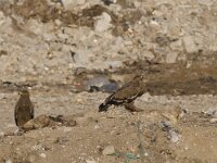Aquila nipalensis 2, Steppearend, Saxifraga-Mark Zekhuis