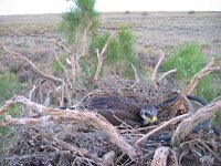 Aquila nipalensis 3, Steppearend, Saxifraga-Mark Zekhuis