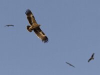 Aquila nipalensis 7, Steppearend, Saxifraga-Mark Zekhuis
