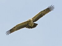 Aquila pomarina 3, Schreeuwarend, Saxifraga-Tom Heijnen