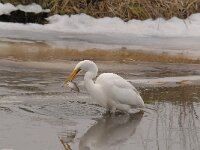 Ardea alba 111, Grote zilverreiger, Saxifraga-Luuk Vermeer