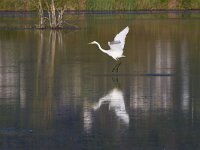 Ardea alba 113, Grote zilverreiger, Saxifraga-Jan Nijendijk