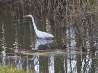 Ardea alba 124, Grote zilverreiger, Saxifraga-Jan Nijendijk