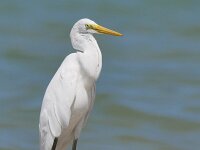 Ardea alba 149, Grote zilverreiger, Saxifraga-Tom Heijnen