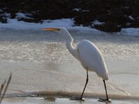 Ardea alba 25, Grote zilverreiger, Saxifraga-Jan Nijendijk