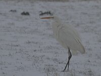 Ardea alba 34, Grote zilverreiger, Saxifraga-Jan Nijendijk