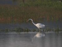 Ardea alba 4, Grote zilverreiger, Saxifraga-Luc Hoogenstein