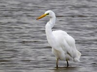 Ardea alba 43, Grote zilverreiger, Saxifraga-Bart Vastenhouw