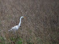 Ardea alba 50, Grote zilverreiger, Saxifraga-Hans Dekker