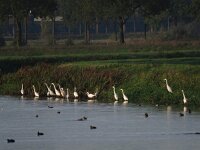 Ardea alba 64, Grote ziverreiger, Saxifraga-Henk Sierdsema