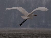 Ardea alba 77, Grote zilverreiger, Saxifraga-Luuk Vermeer