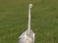 Ardea alba 79, Grote zilverreiger, Saxifraga-Luuk Vermeer