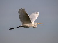 Ardea alba 84, Grote zilverreiger, Saxifraga-Luuk Vermeer