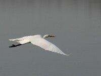 Ardea alba 9, Grote zilverreiger, Saxifraga-Piet Munsterman