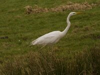 Ardea alba 99, Grote zilverreiger, Saxifraga-Jan Nijendijk