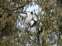 Ardea cinerea 10, Blauwe reiger, breeding plumage, Saxifraga-Piet Munsterman