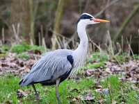 Ardea cinerea 100, Blauwe reiger, Saxifraga-Bart Vastenhouw