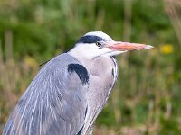 Ardea cinerea 109, Blauwe reiger, Saxifraga-Bart Vastenhouw
