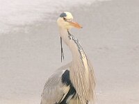 Ardea cinerea 142, Blauwe reiger, Saxifraga-Luuk Vermeer