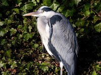 Ardea cinerea 173, Blauwe reiger, Saxifraga-Bart Vastenhouw