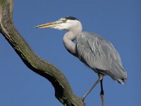 Ardea cinerea 18, Blauwe reiger, Saxifraga-Luc Hoogenstein