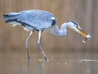 Grey heron hunting for fish in lake  Grey heron (Ardea cinerea) hunting for fish at Lake Csaj, Kiskunsagi National Park, Pusztaszer, Hungary. February.  It feeds mostly on aquatic creatures. : Kiskunsag, Kiskunsagi, Pusztaszer, animal, animals, ardea, beach, beak, bird, blue, cinerea, egrets, egretta, environment, europe, fish, fishing, food, gray, great, grey, grey heron, heron, hungary, lake, large, long neck, looking, marsh, national, natural, nature, ornithology, outdoor, park, pond, portrait, reflection, river, shore, standing, swamp, wading, water, wetland, white, wild, wildlife