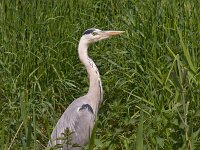 Ardea cinerea  Blauwe reiger in de Arkemheen : Ardea cinerea