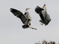 Ardea cinerea 30, Blauwe reiger, Saxifraga-Piet Munsterman
