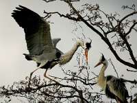 Ardea cinerea 37, Blauwe reiger, Saxifraga-Piet Munsterman